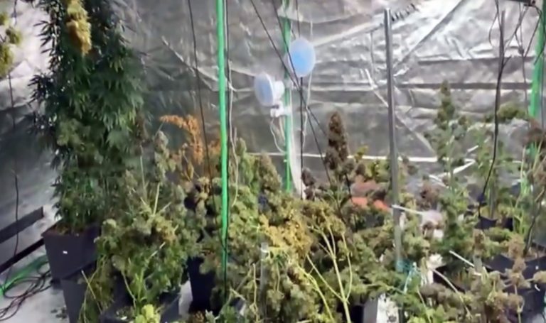 Evde kenevir yetiştirirken yakalandı: “Esrar çok pahalı” – Son Dakika Türkiye Haberleri