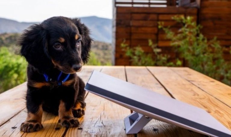 Elon Musk’u şok edecek Starlink araştırmasının sonucu – Son Dakika Bilim Teknoloji Haberleri