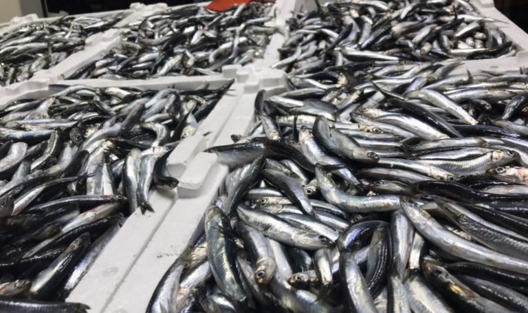 O ilde hamsi tezgaha düştü! Palamutun saltanatı devam ediyor… – Son Dakika Ekonomi Haberleri